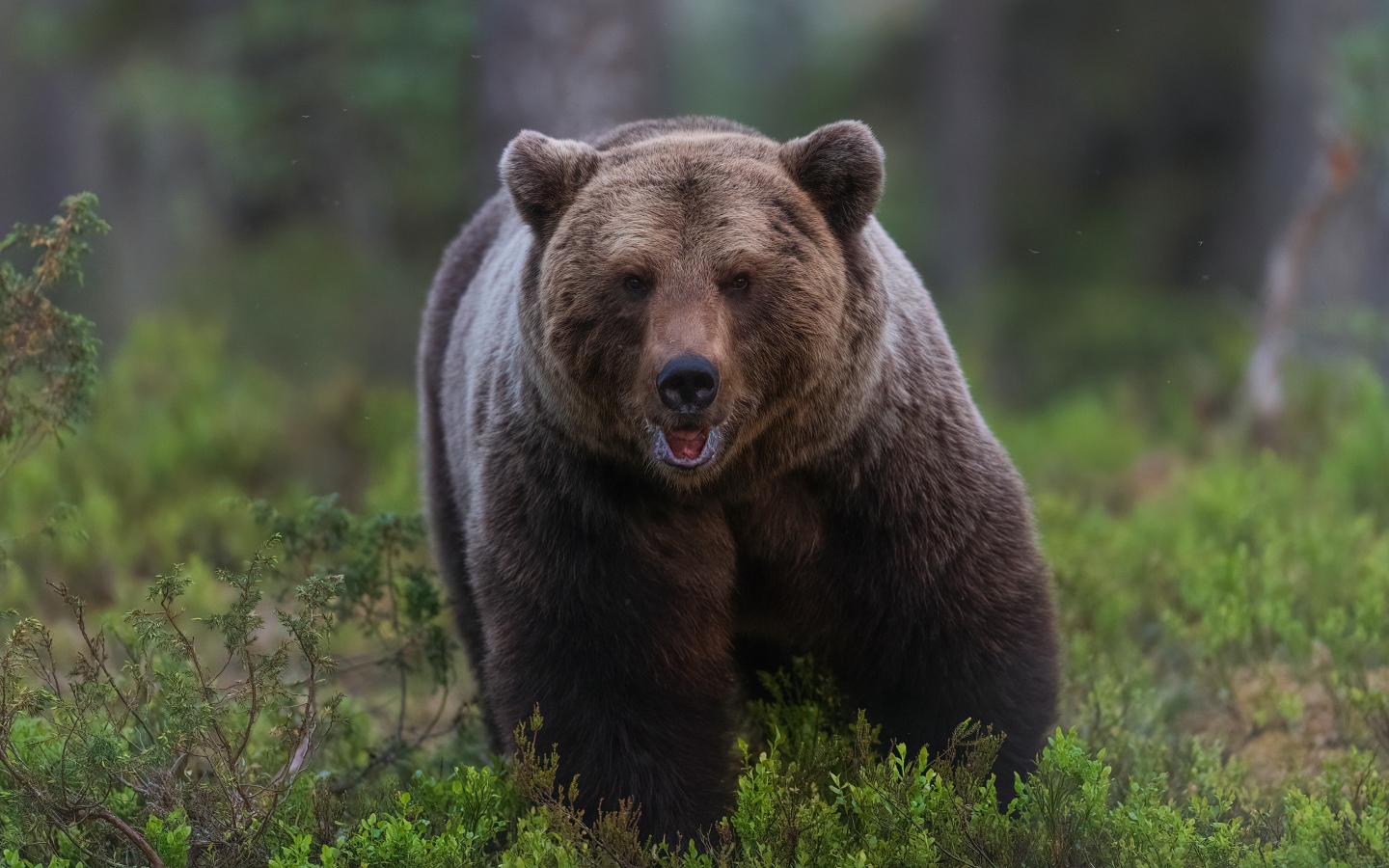 Большой грозный бурый медведь идет по лесу