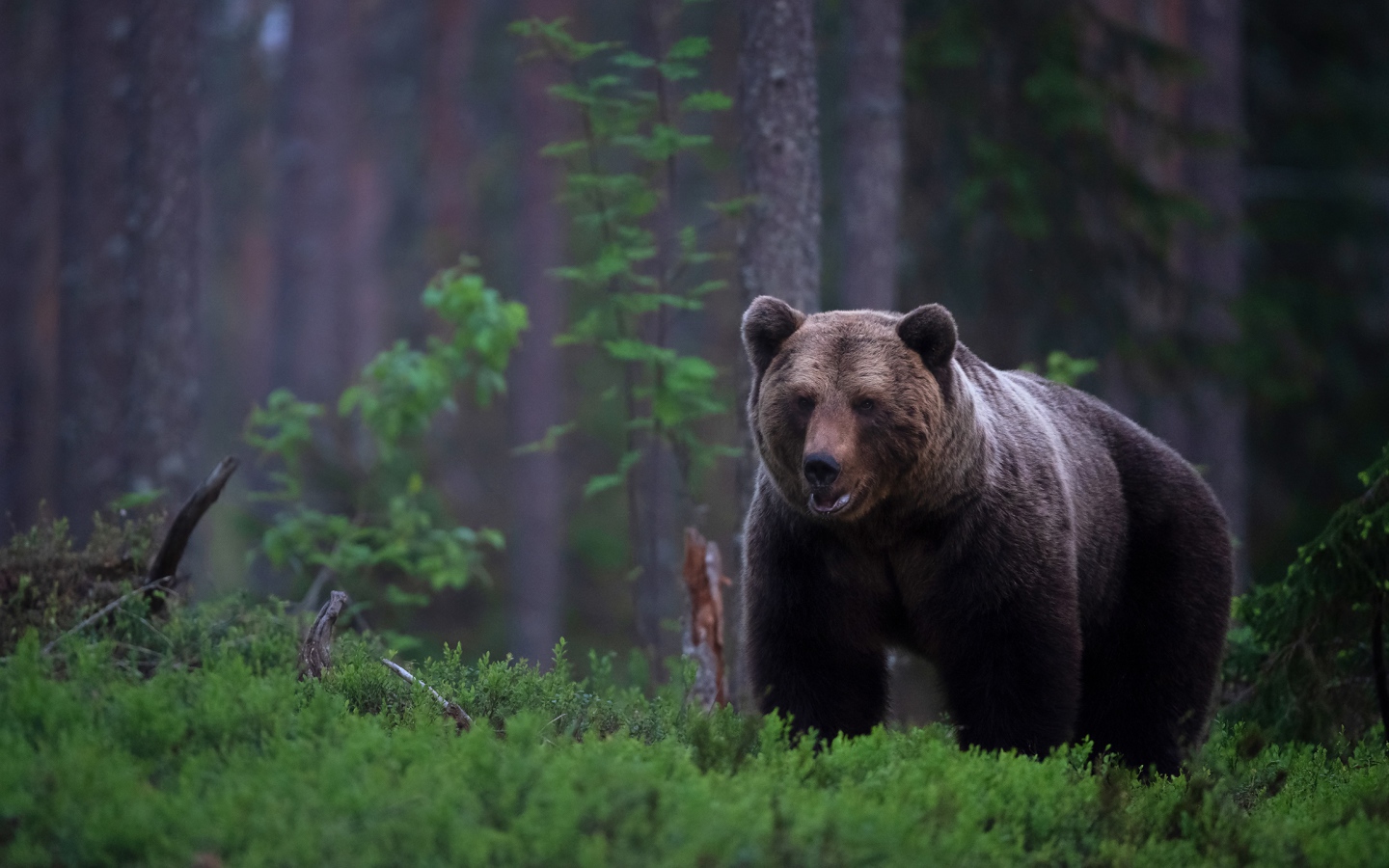 Большой бурый медведь в покрытом мхом лесу 