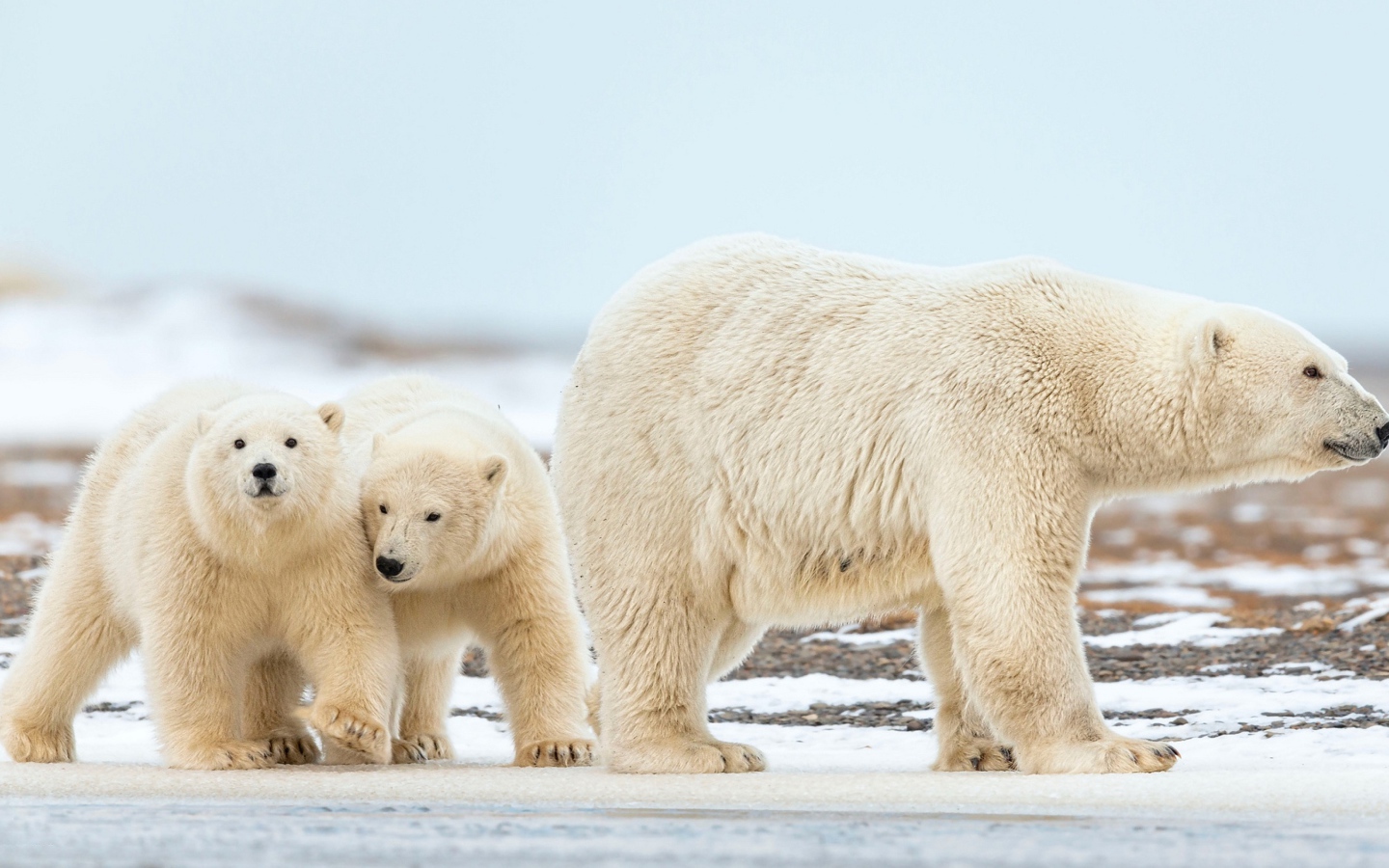 Big white bear walks in the snow with little cubs walks Похожие слова walk