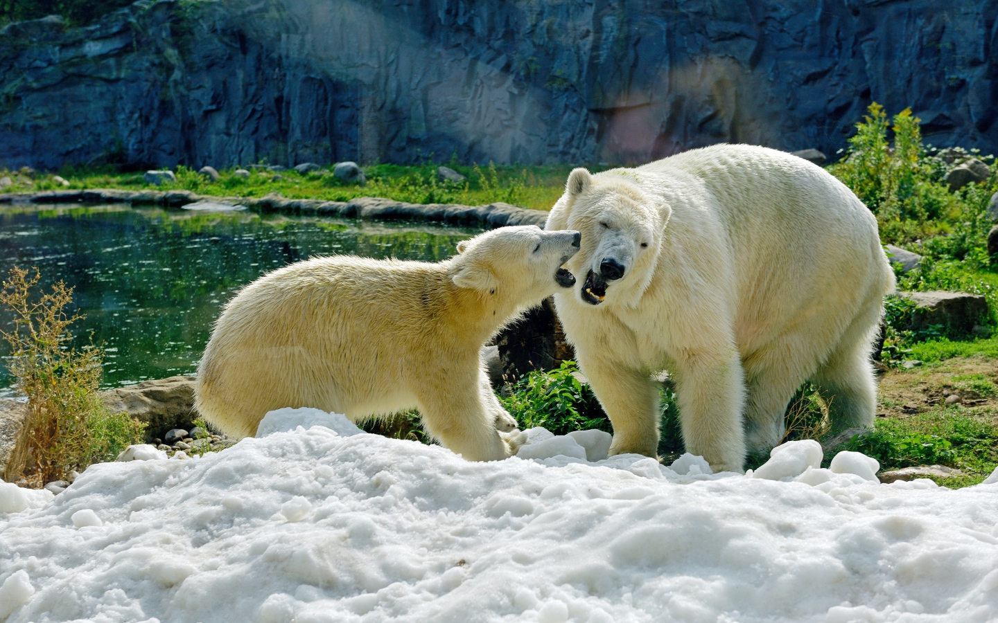 Большая белая медведица с медвежонком на снегу в зоопарке