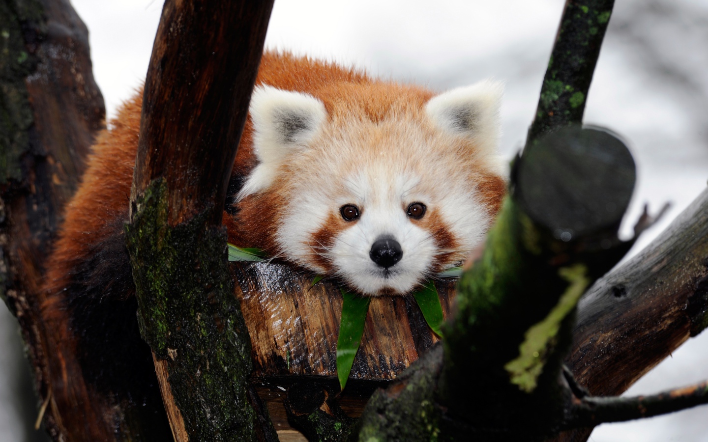 Милая малая панда лежит на дереве 