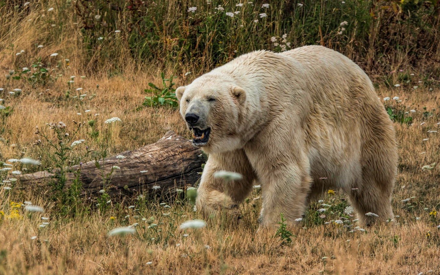 Грозный белый медведь с острыми клыками на траве