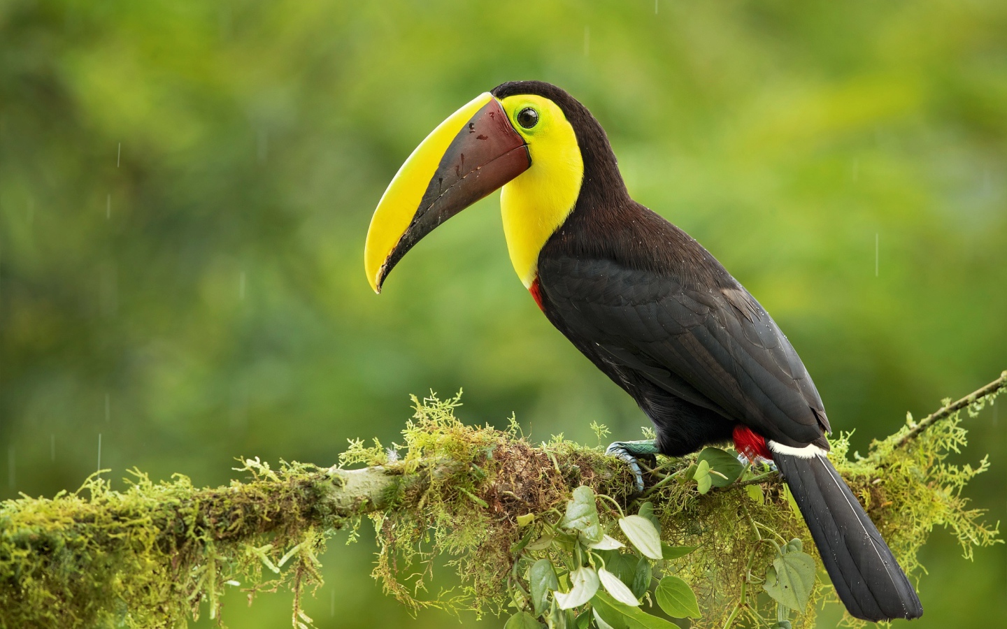 Большой тукан сидит на ветке дерева под каплями дождя