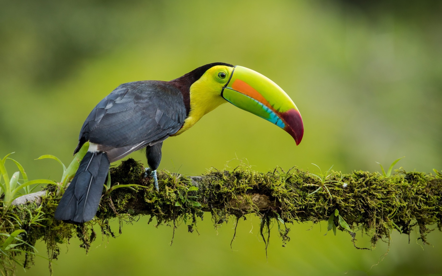 A multi-colored toucan is sitting on a branch