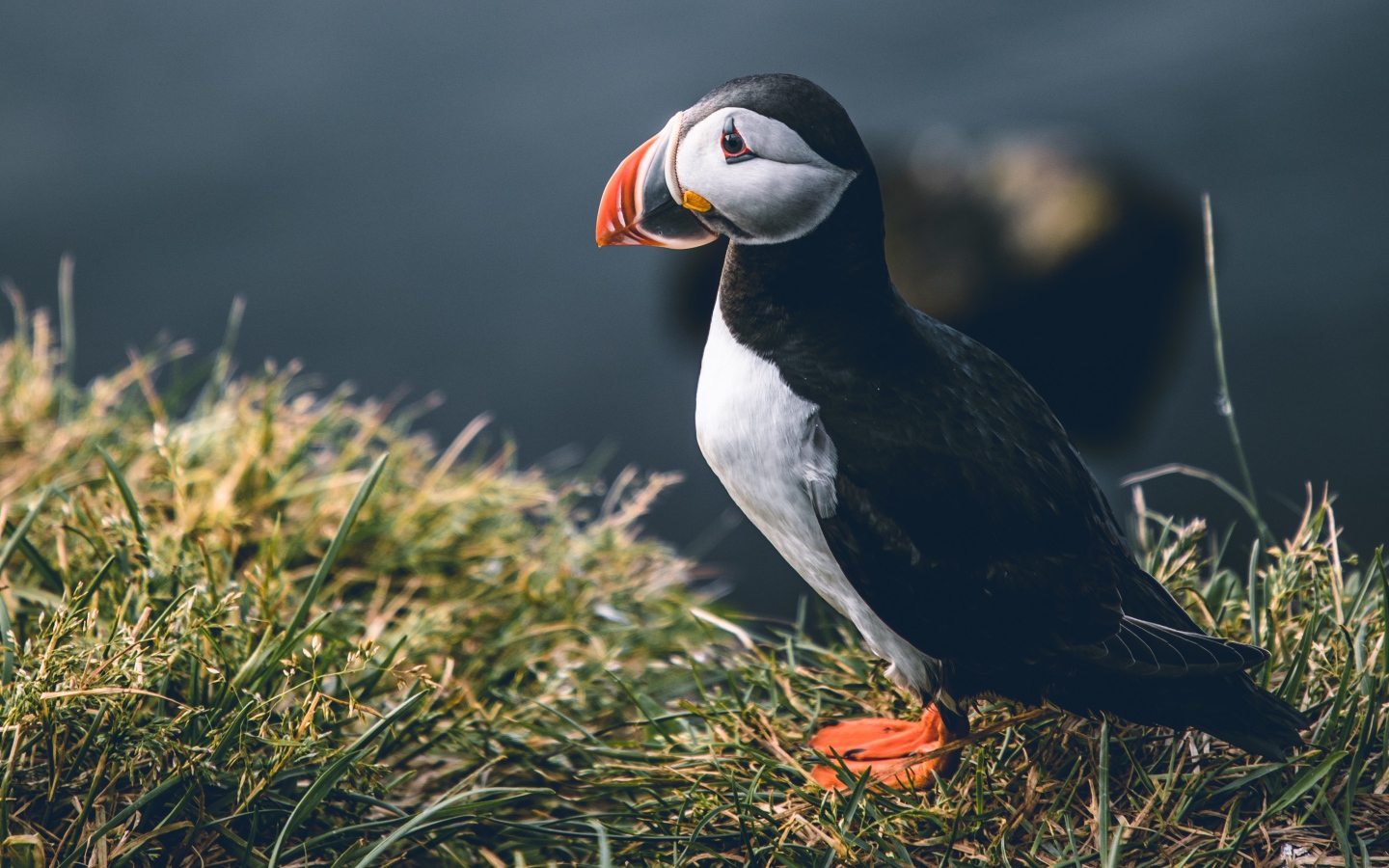 Грустный тупик стоит на траве
