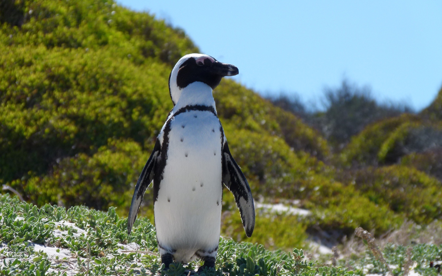 Большой пингвин стоит на зеленой траве