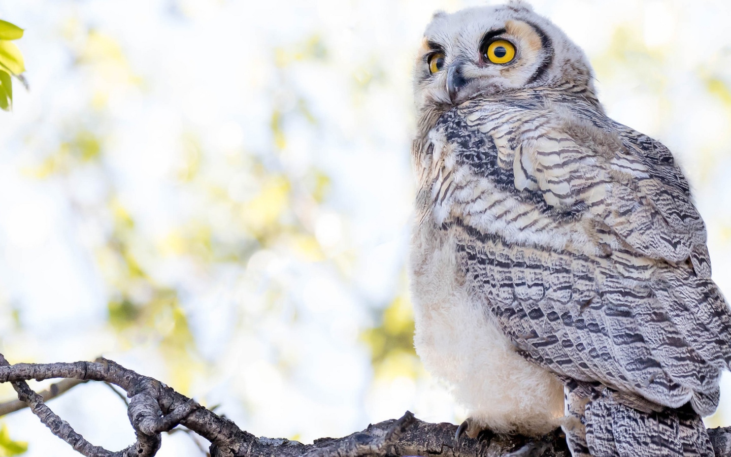 Большая серая сова с желтыми глазами на ветке 