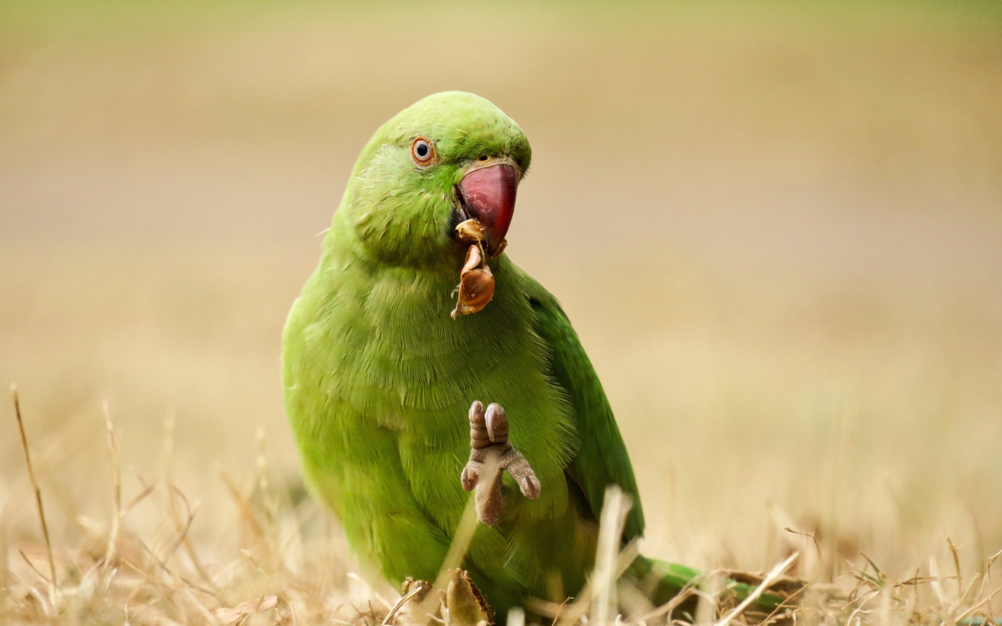Зеленый попугай ест на траве