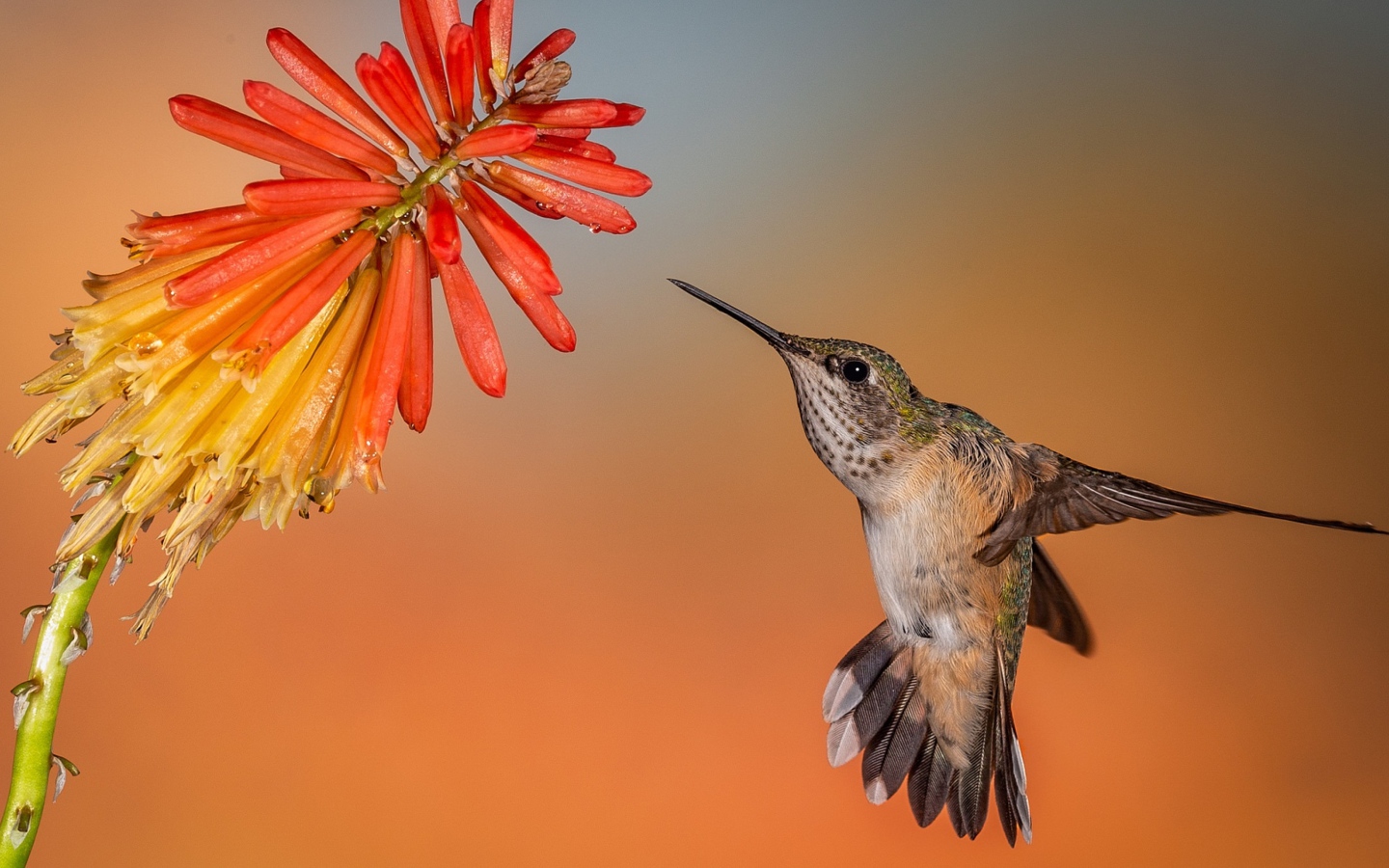 Hummingbird bird in flight at a red flower