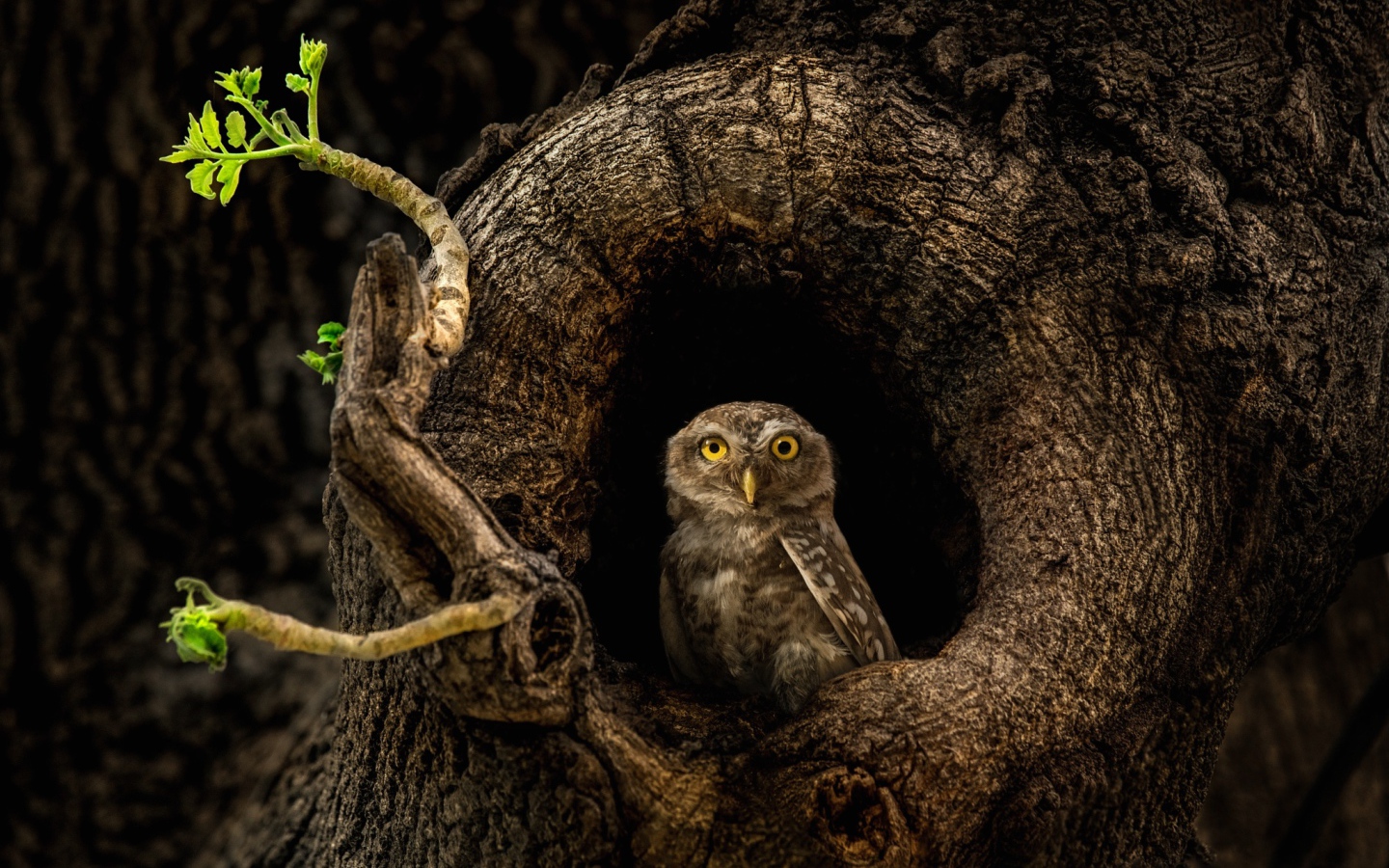 Сова с желтыми глазами сидит в дупле