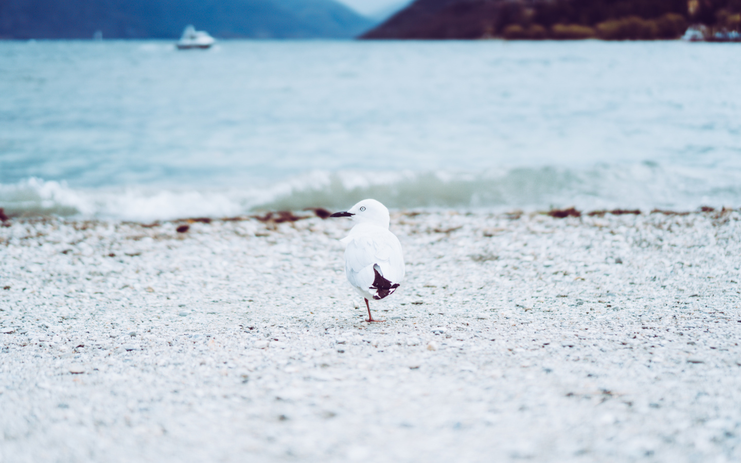 Чайка ходит по песку у воды