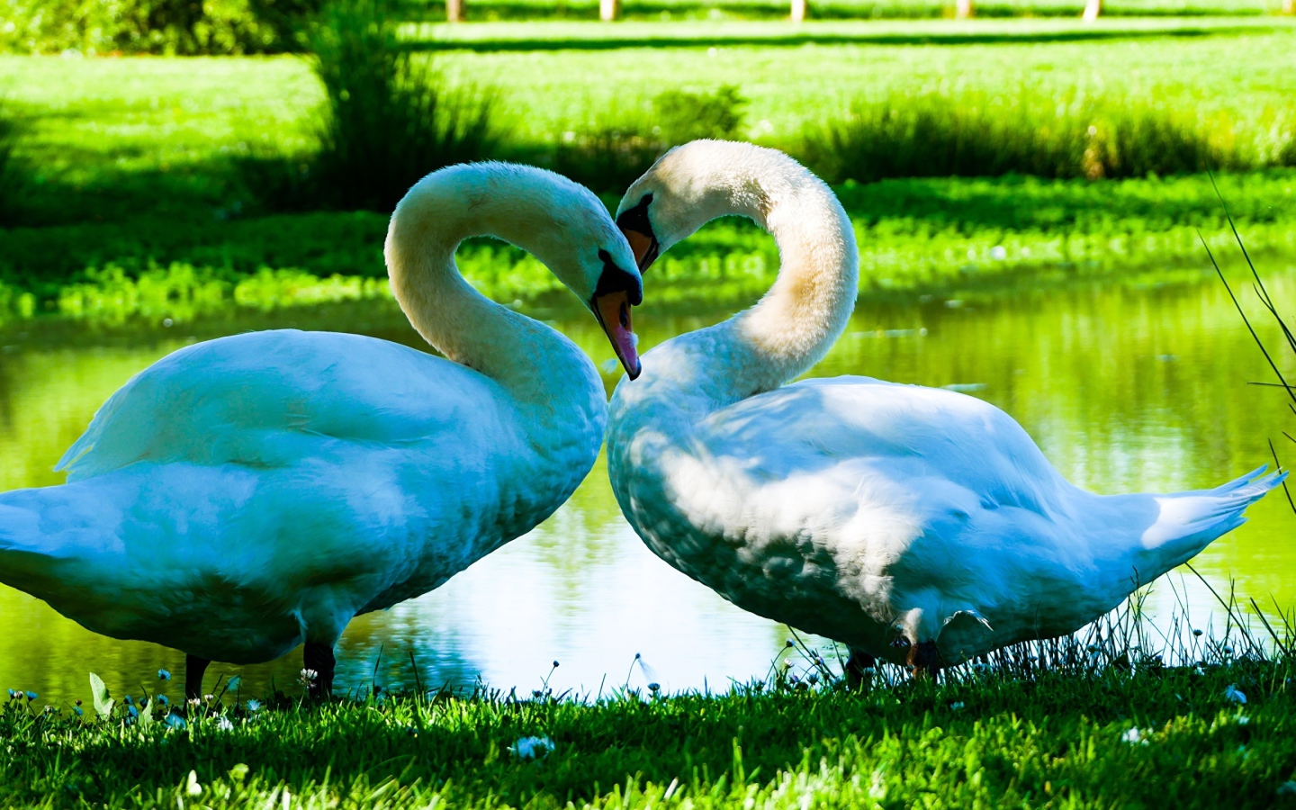Два красивых белых лебедя у пруда на зеленой траве