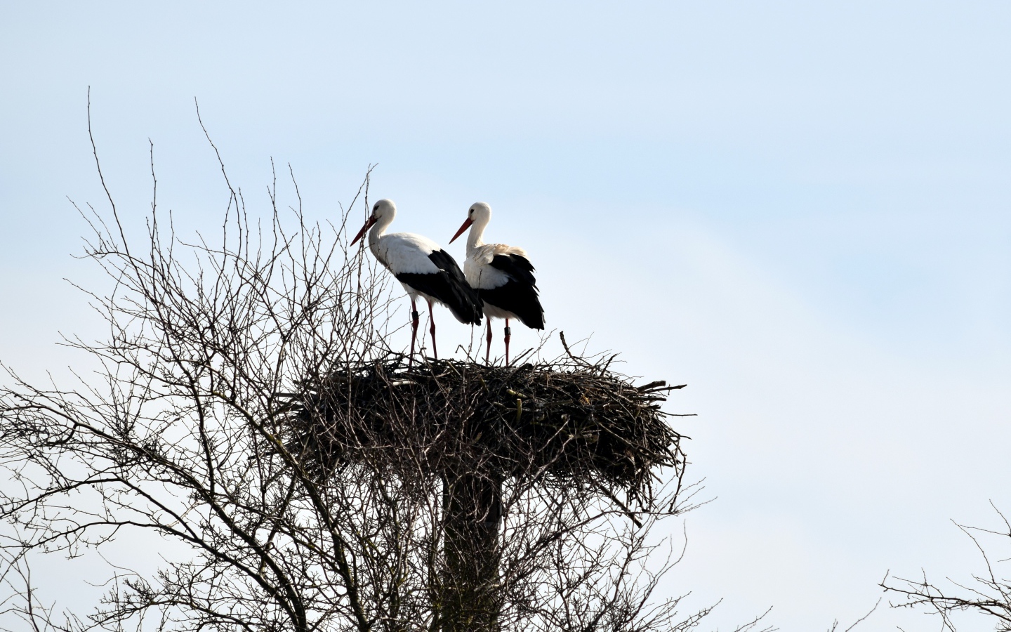 Два аиста в гнезде на дереве на фоне неба 