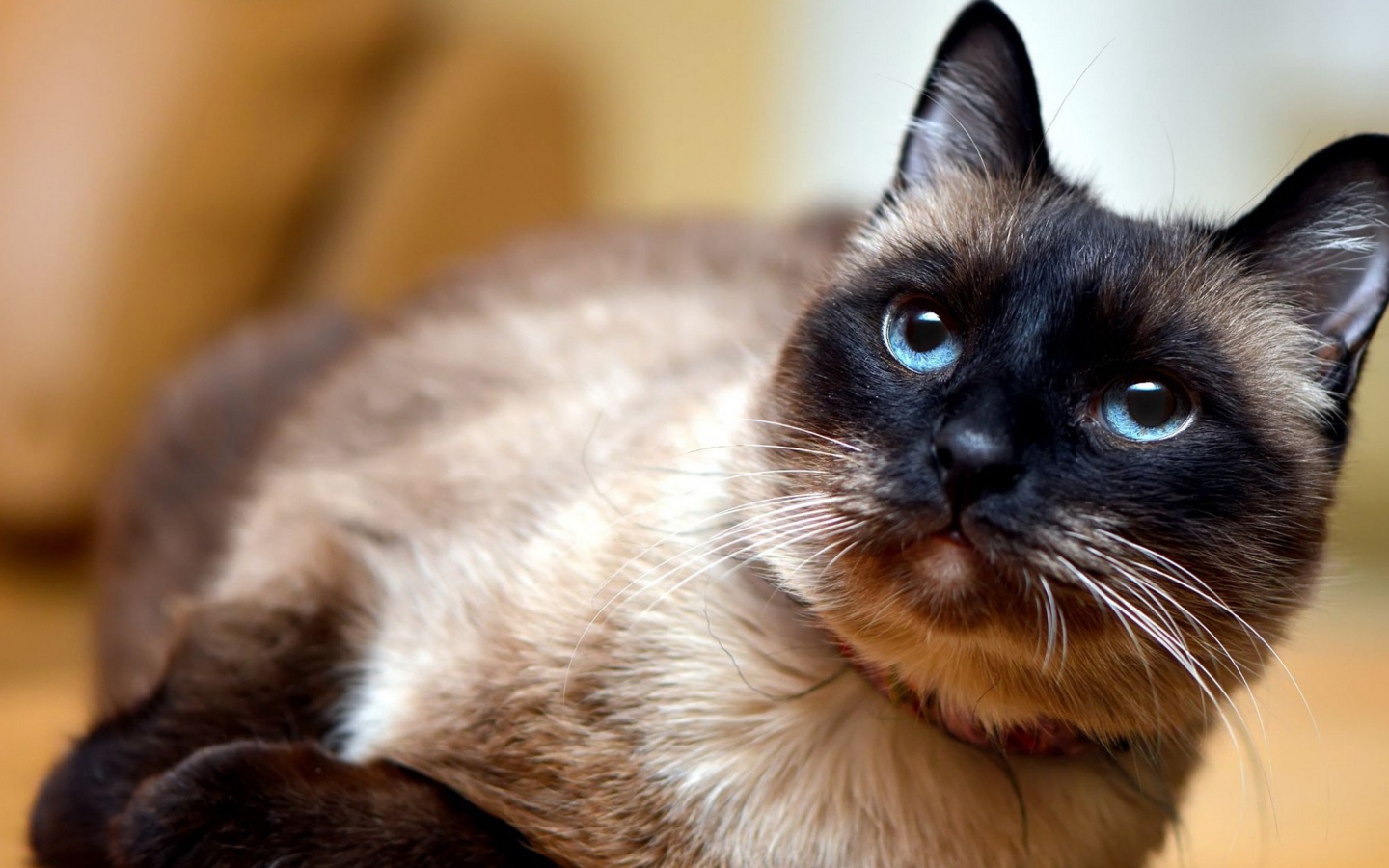 Красивый сиамский голубоглазый кот с ошейником