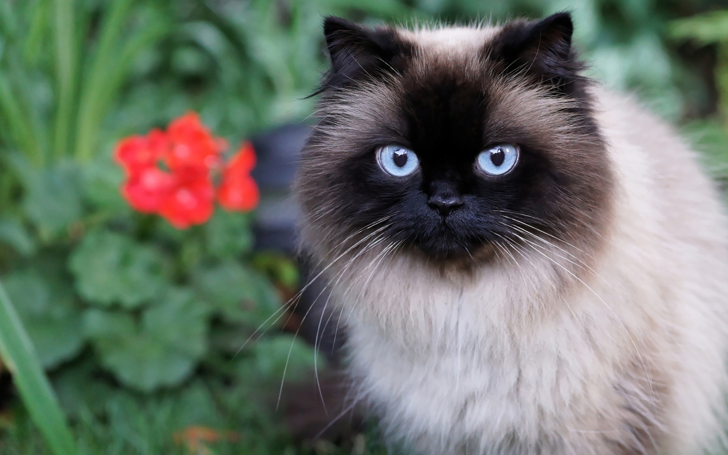 Красивый пушистый голубоглазый кот 