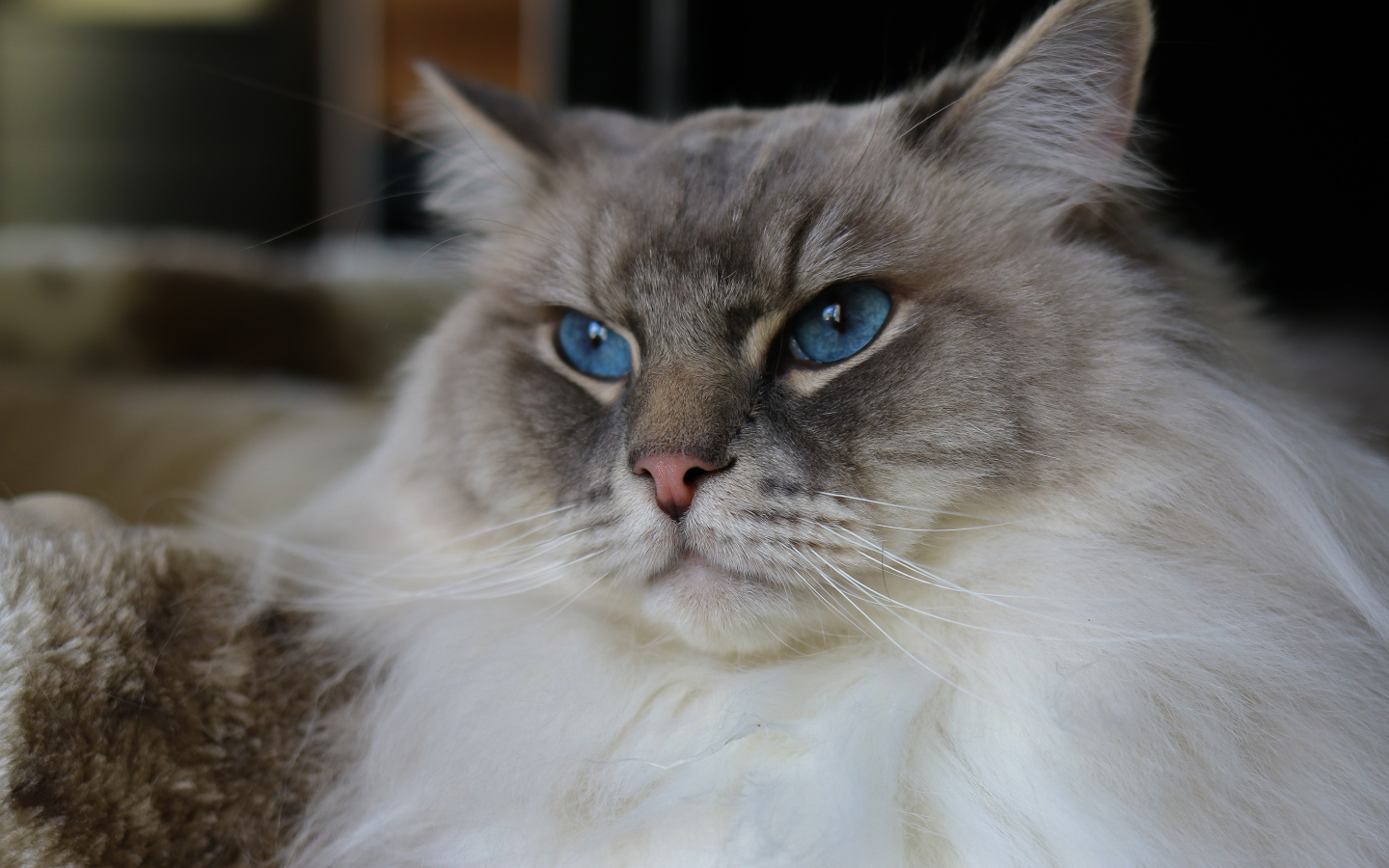 Красивая пушистая породистая кошка с голубыми глазами