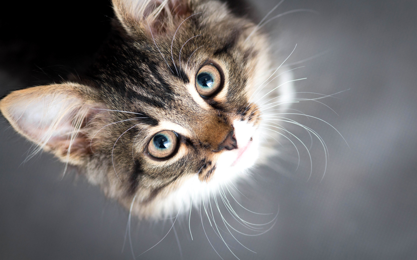 Красивый серый кот смотрит вверх 