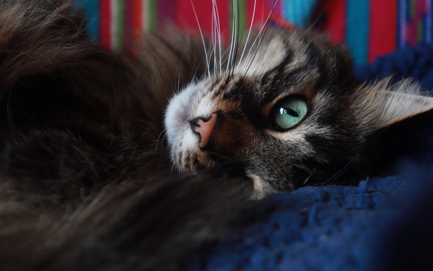 Красивый серый кот с зелеными глазами лежит на кровати