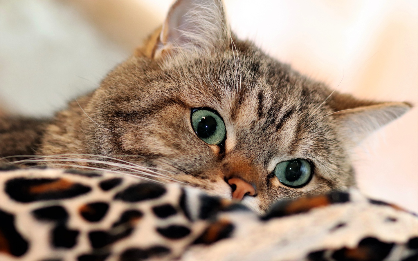 Красивый серый породистый  кот с зелеными глазами лежит на кровати