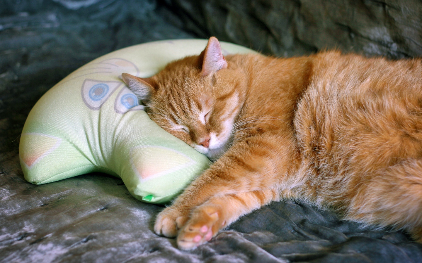 Beautiful red cat sleeps on a pillow