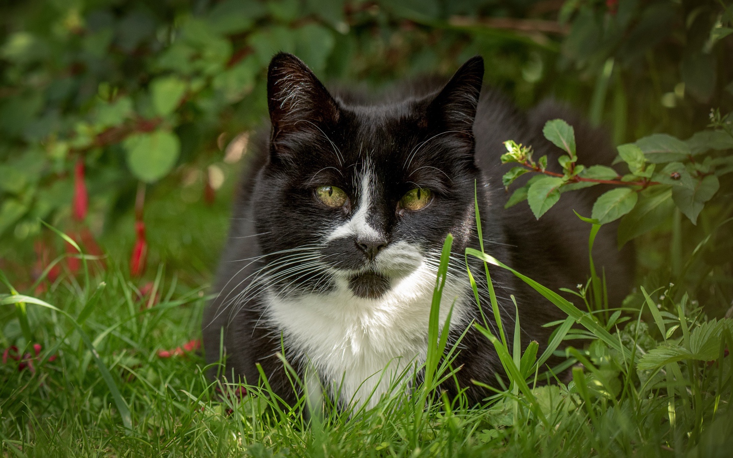 Черный с белым кот сидит в зеленой траве