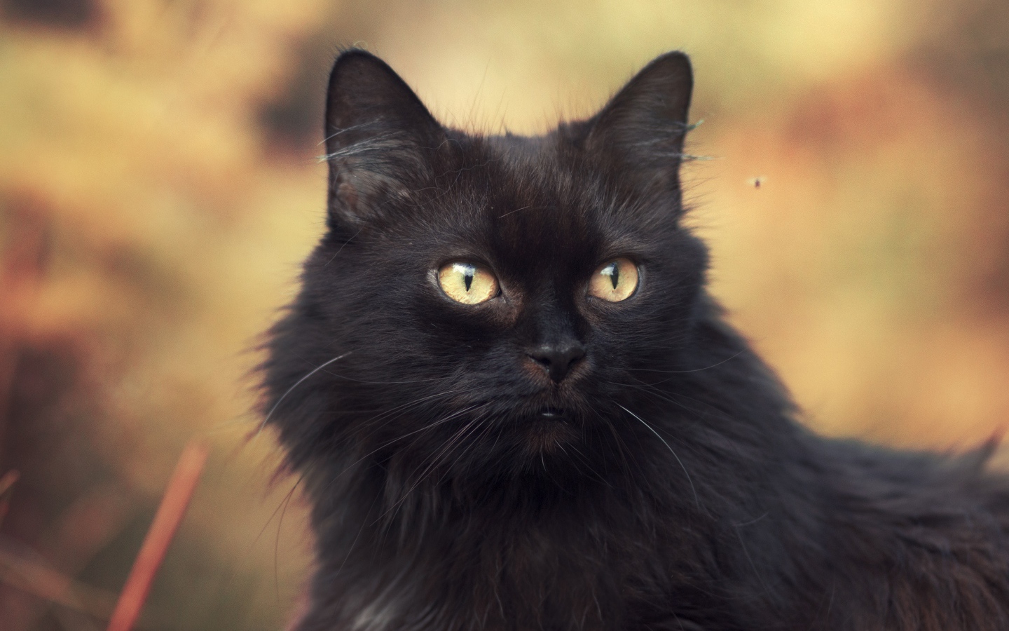 Пушистый красивый черный кот крупным планом