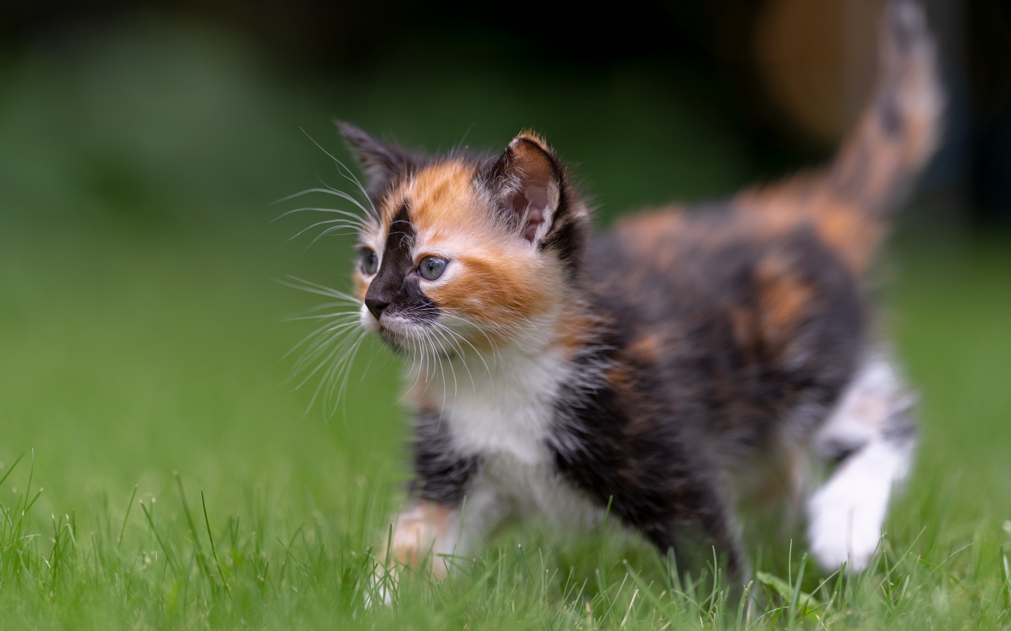 Забавный трехцветный котенок идет по зеленой траве