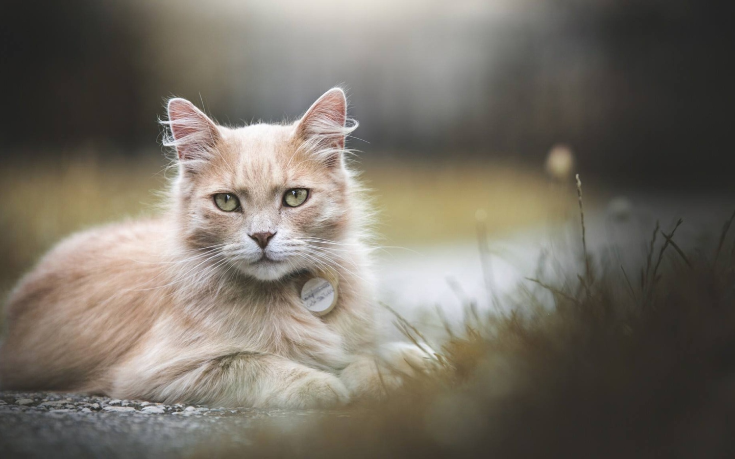 Рыжий зеленоглазый кот лежит на земле 