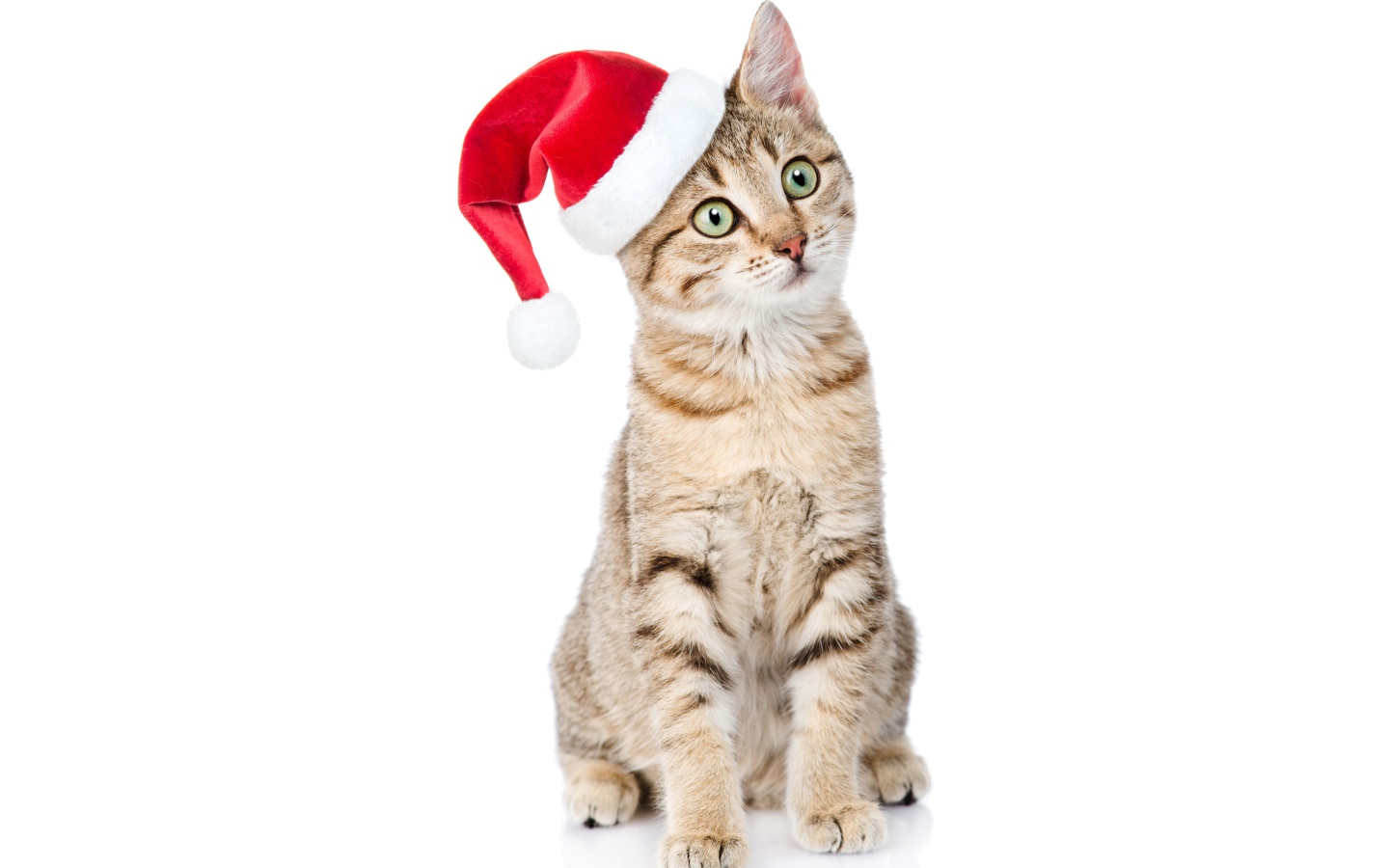 Серый кот в колпаке Санта Клауса на белом фоне