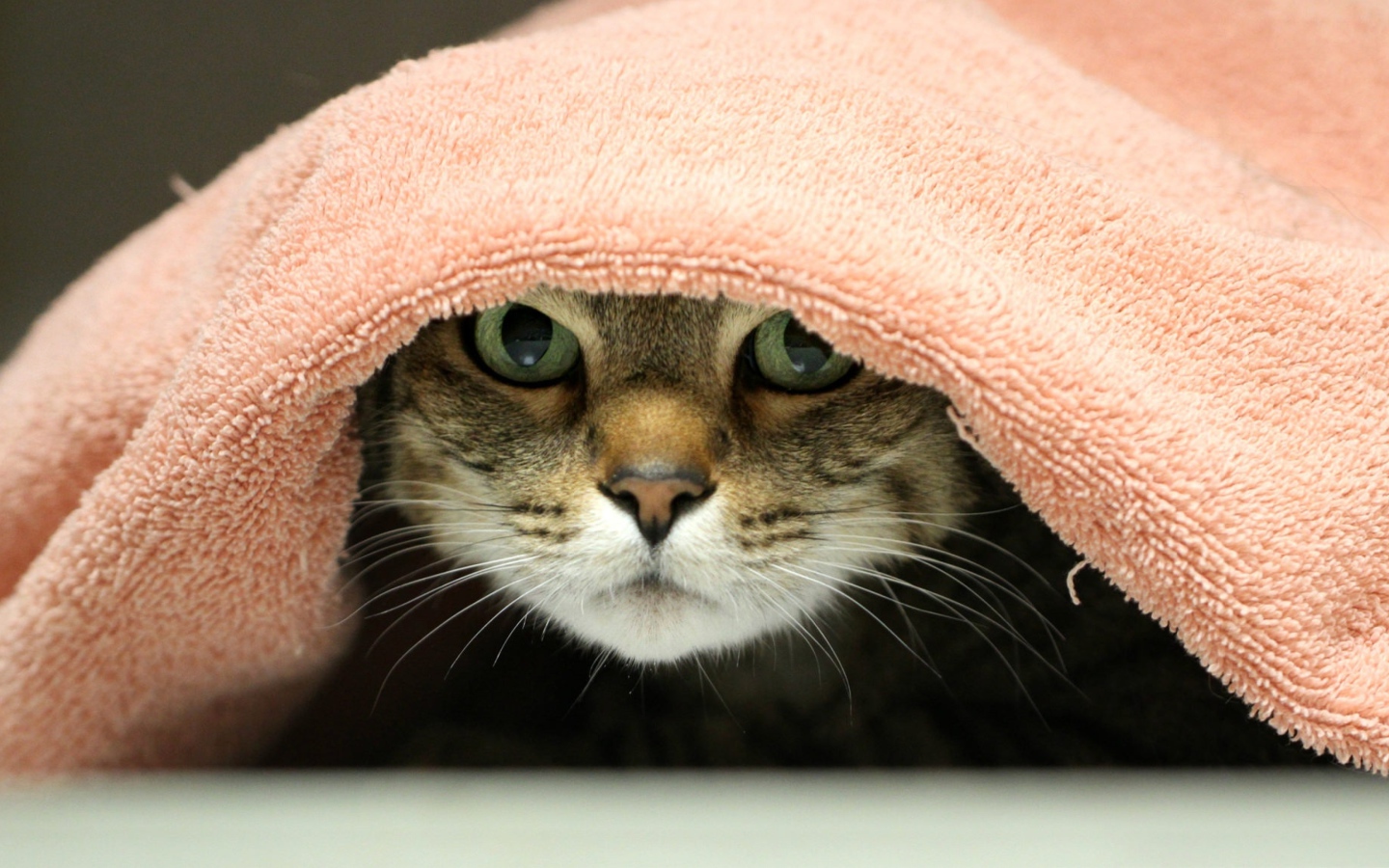 Серый кот лежит под розовым полотенцем