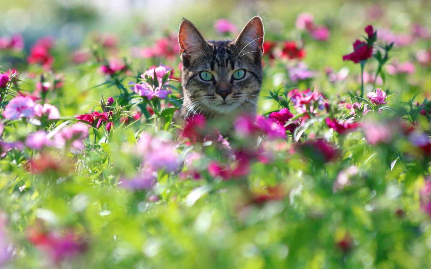 Серый кот с зелеными глазами сидит в цветах 