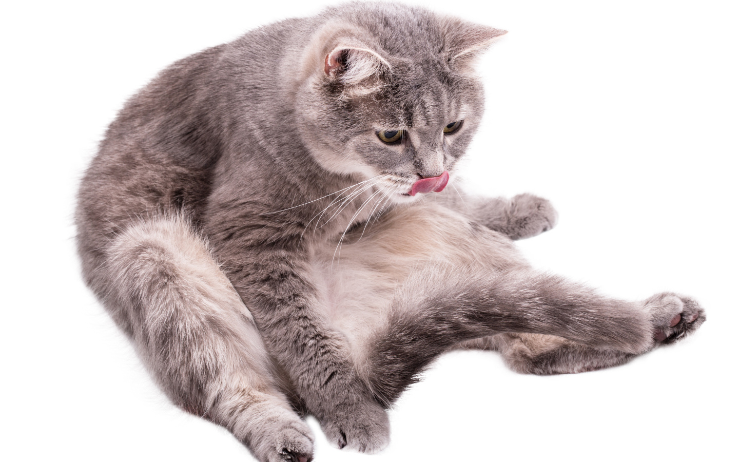 Серый породистый на белом фоне