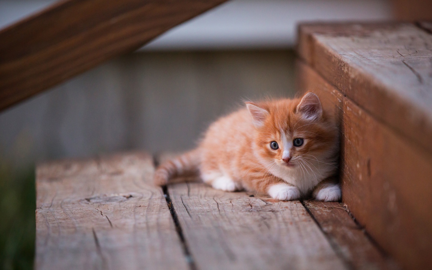 Маленький красивый рыжий котенок на деревянном пороге