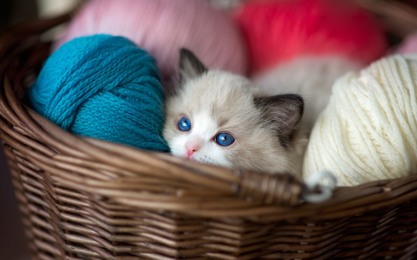 Маленький голубоглазый котенок в корзине с пряжей 