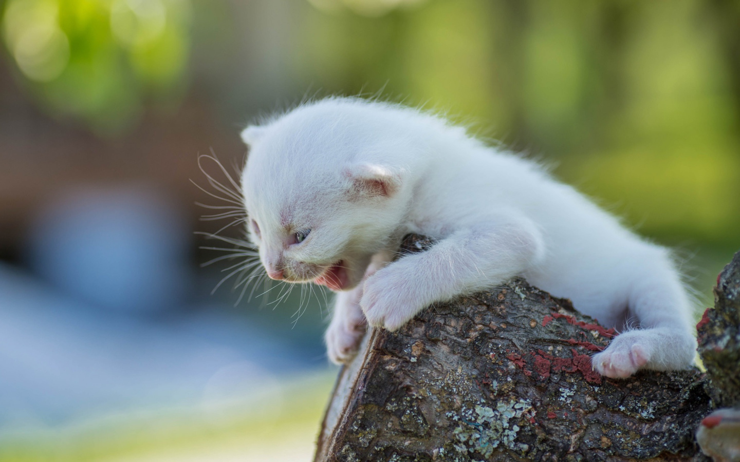 Маленький белый котенок кричит на дереве