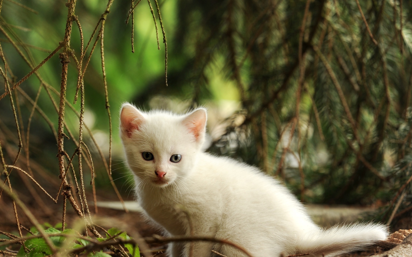 Маленький белый котенок сидит у еловой ветки 