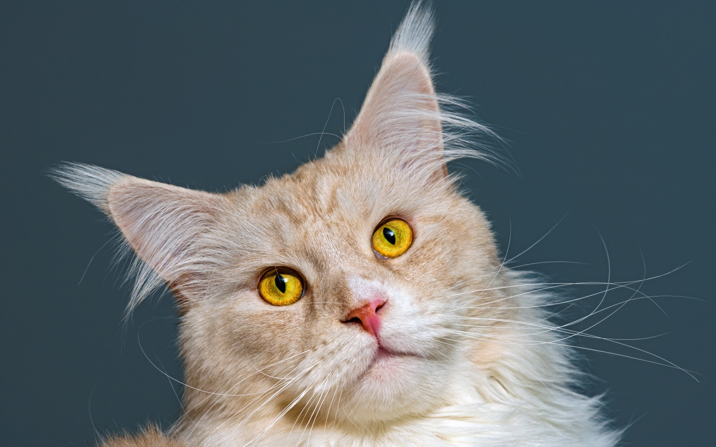 Морда рыжего кота породы мейн кун 