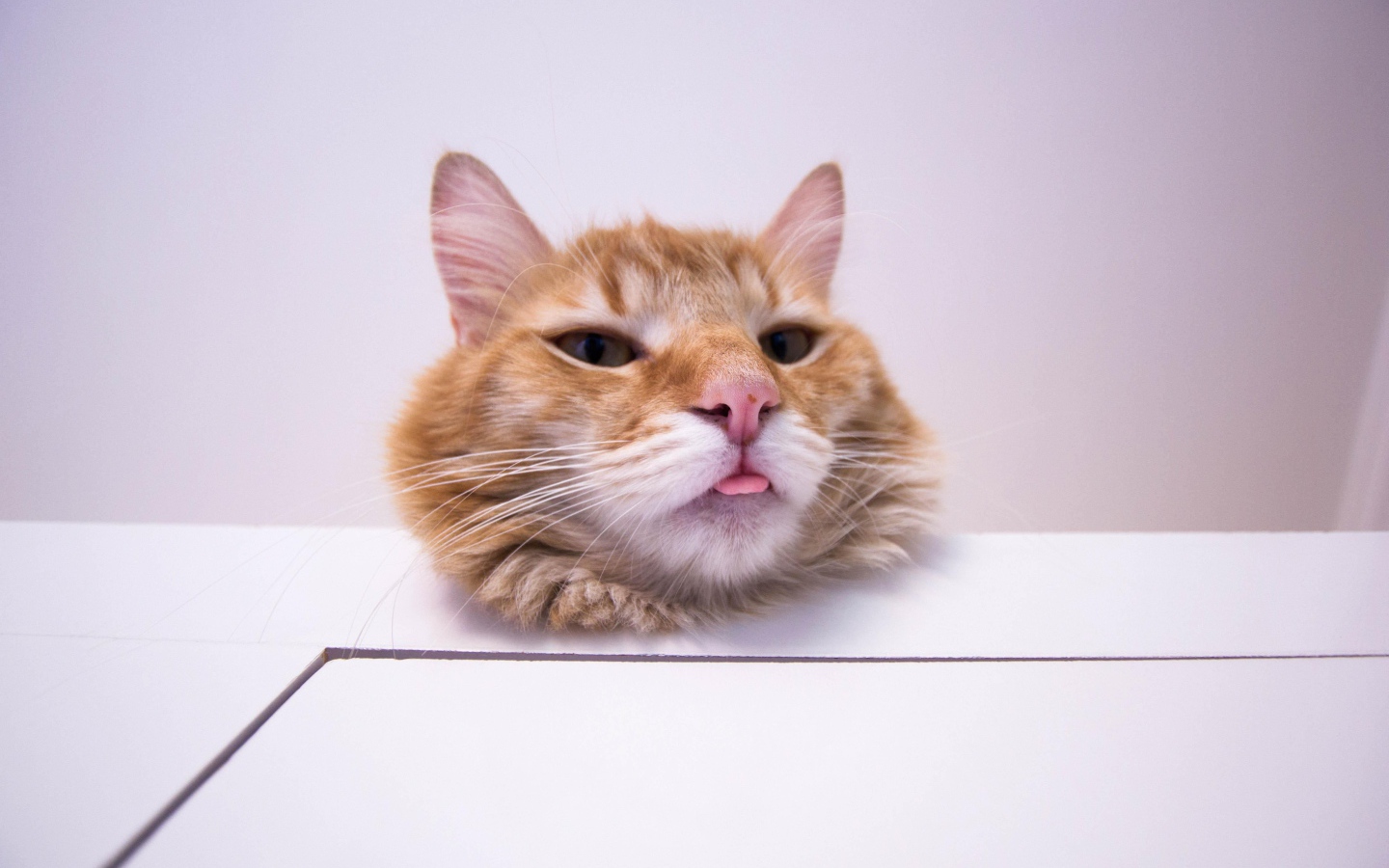 Морда довольного рыжего кота на белом столе