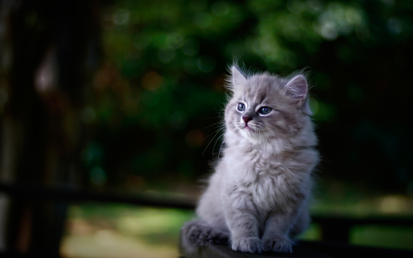 Породистый серый котенок сидит на лавке 