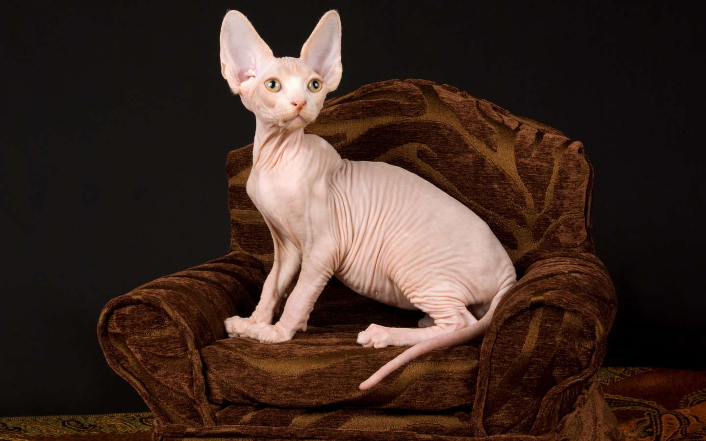 Кот породы Сфинкс сидит в кресле на черном фоне