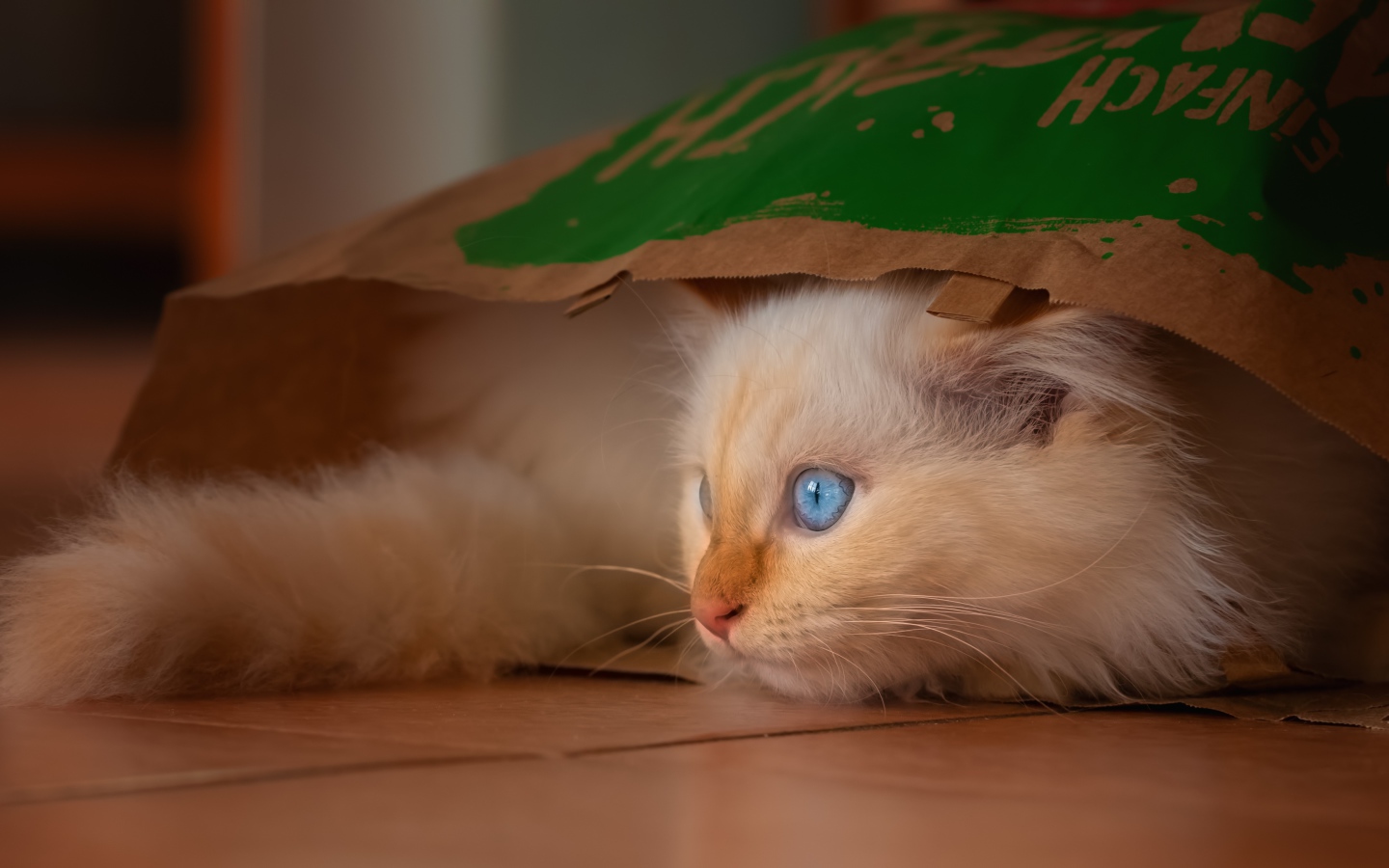 Маленький голубоглазый котенок сидит в пакете 