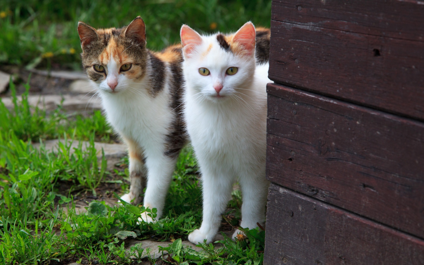 Два кота выглядывают из-за стены