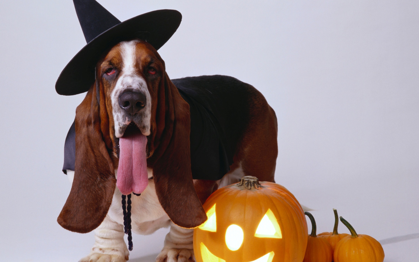 Собака породы бассет хаунд с тыквой на сером фоне на Хэллоуин 