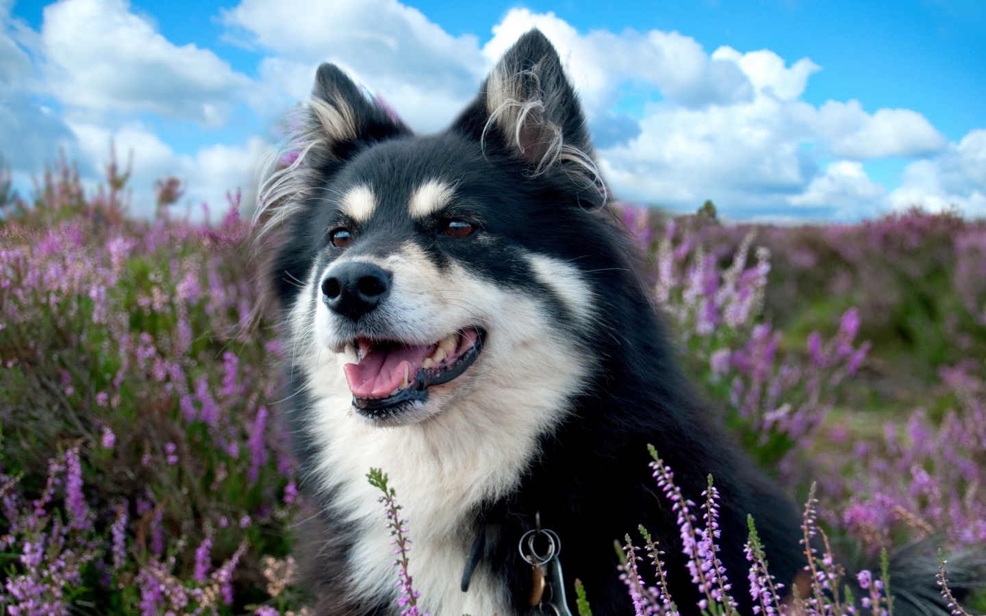 Красивая породистая собака сидит в сиреневых цветах