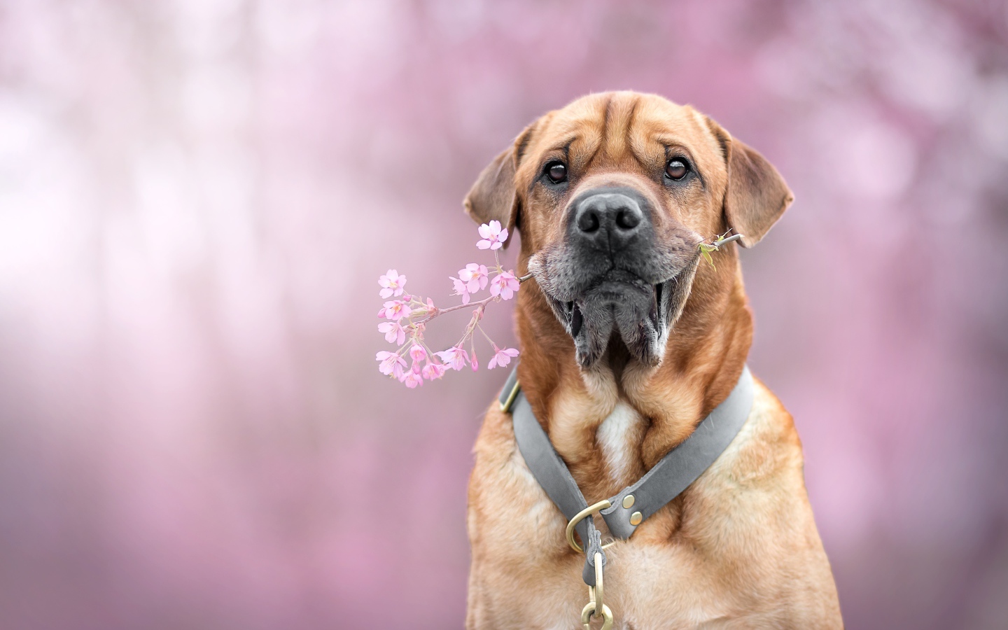 Большой пес с цветком в зубах 