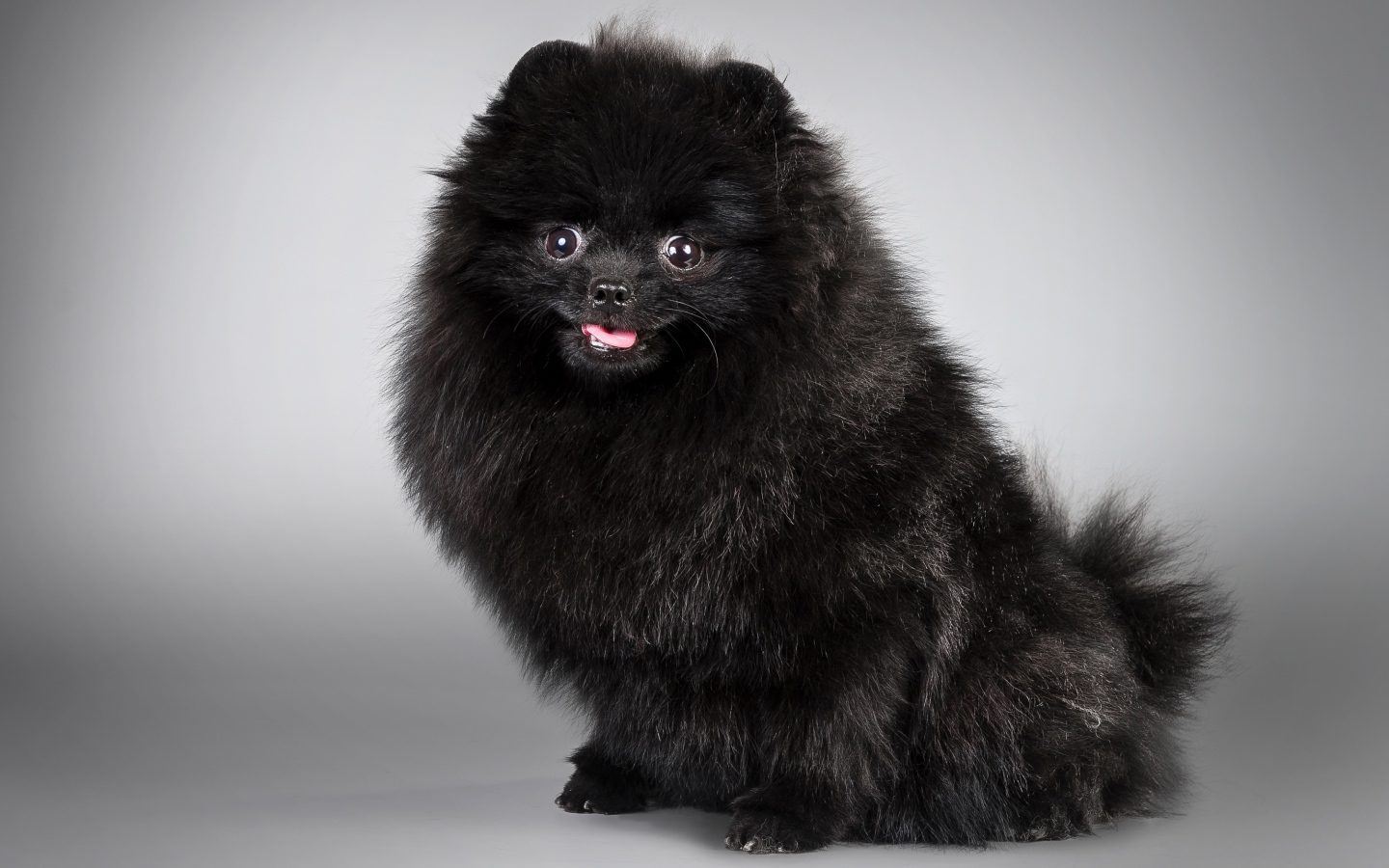 Черный пушистый шпиц на сером фоне