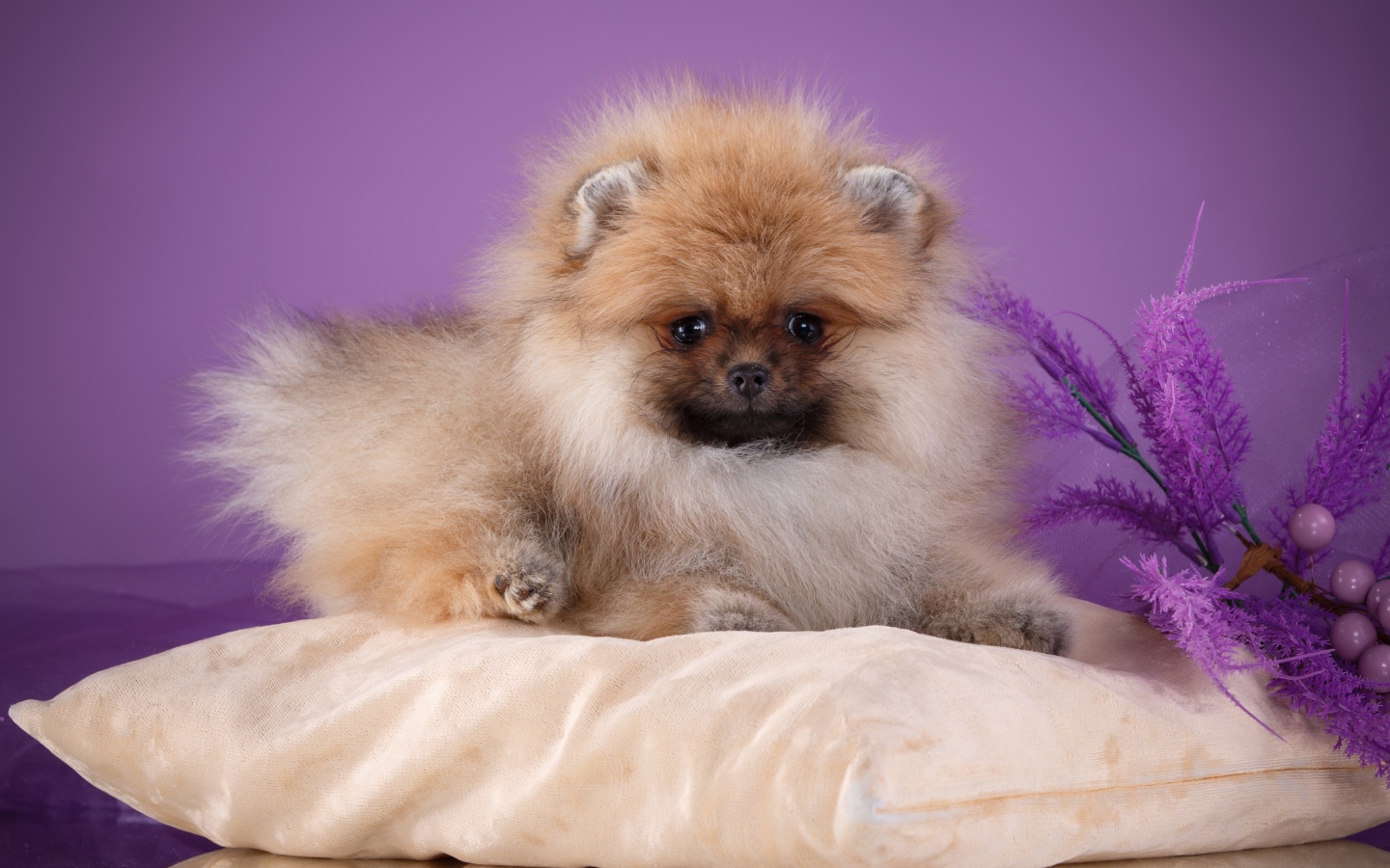 Пушистый шпиц лежит на подушке