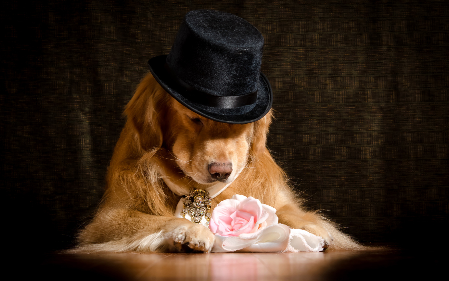 Золотистый ретривер в черной шляпе с розовой розой