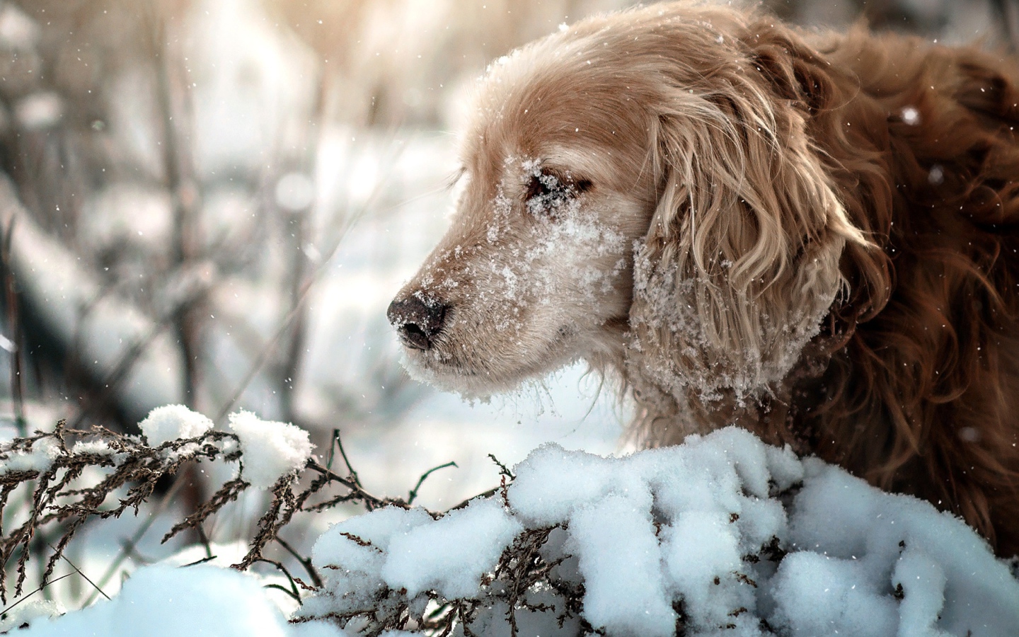 Золотистый ретривер с мордой в снегу
