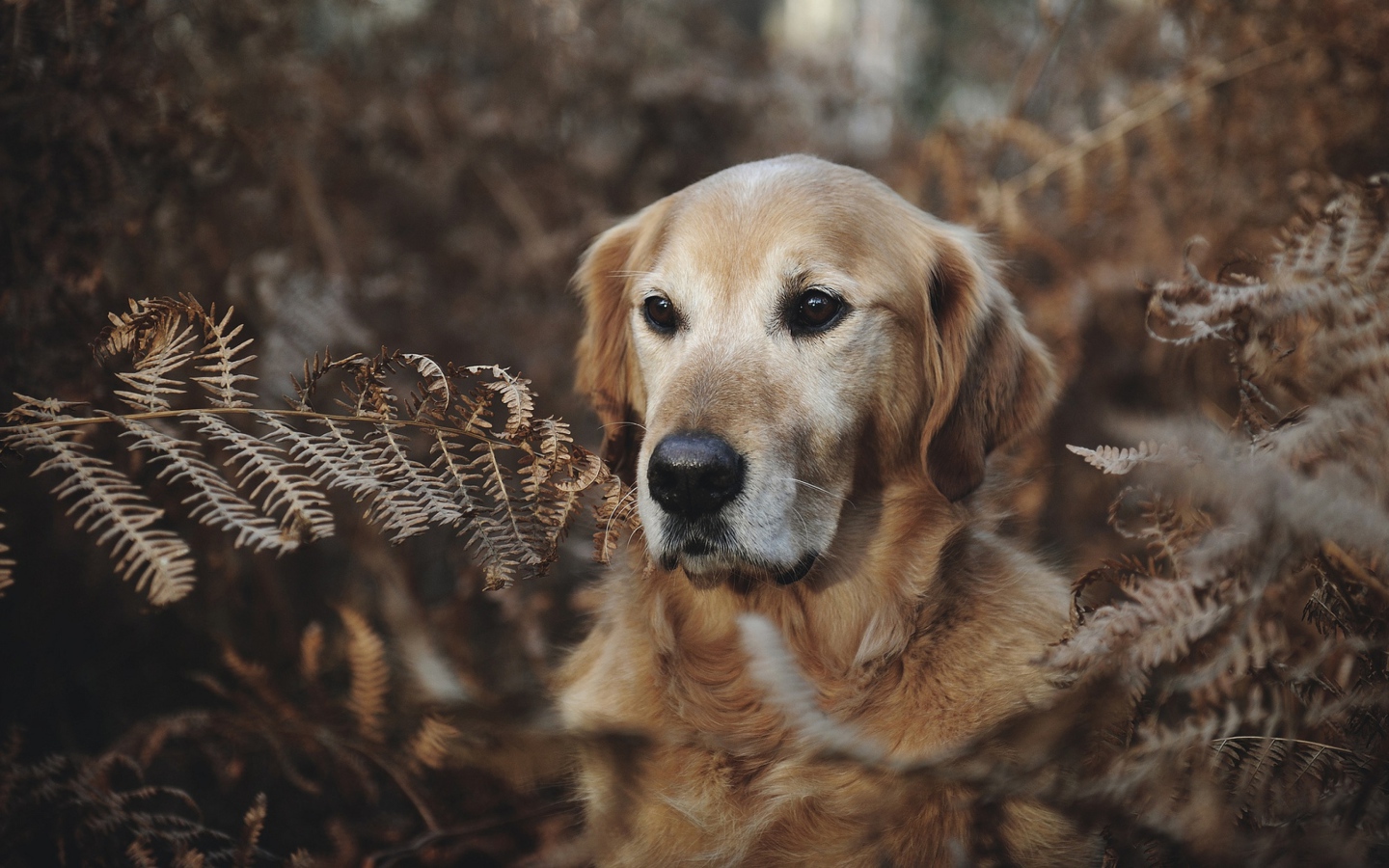 Золотистый ретривер сидит в траве 